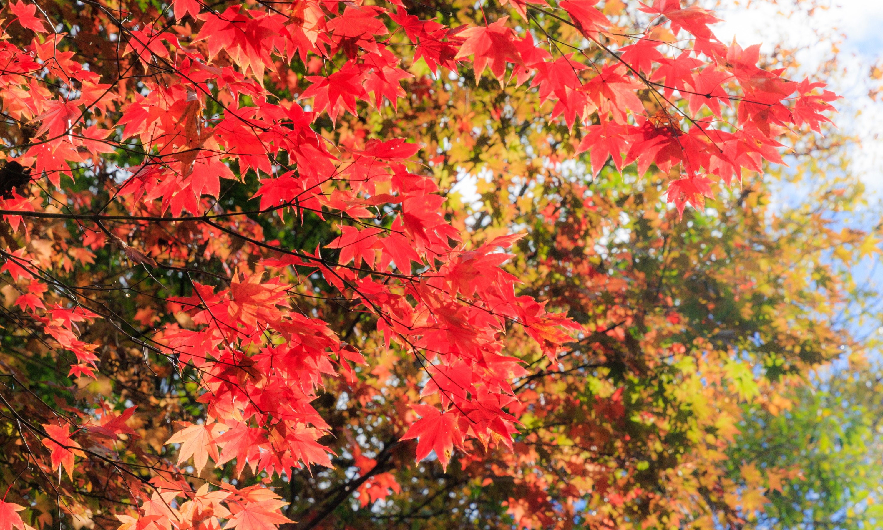 ぬかびら源泉郷の紅葉（令和4年10月5日撮影）の画像