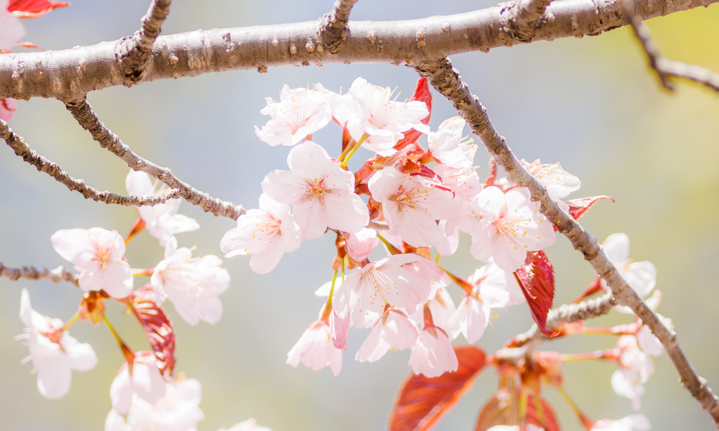 桜開花（令和5年5月13日撮影）の画像